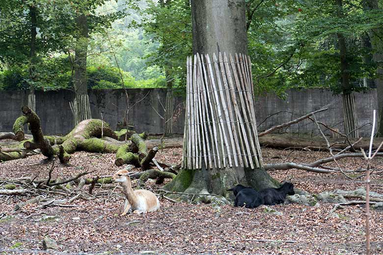 Vikunja-Jungtier mit zwei Afrikanischen Zwergziegen am 30. August 2020 im sogenannten Milu-Wald im Wuppertaler Zoo