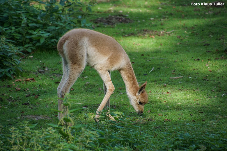 Vikunja-Jungtier am 6. September 2020 auf der Patagonien-Anlage im Wuppertaler Zoo (Foto Klaus Tüller)