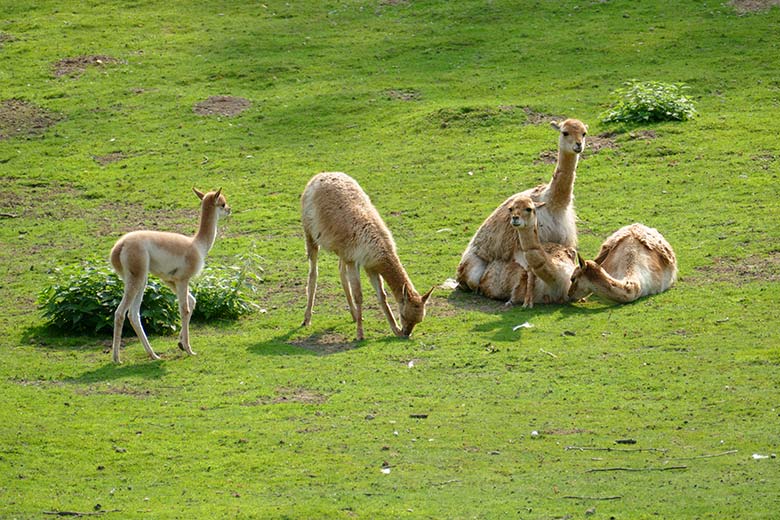 ikunja-Paarung am 11. September 2020 auf der Patagonien-Anlage im Grünen Zoo Wuppertal