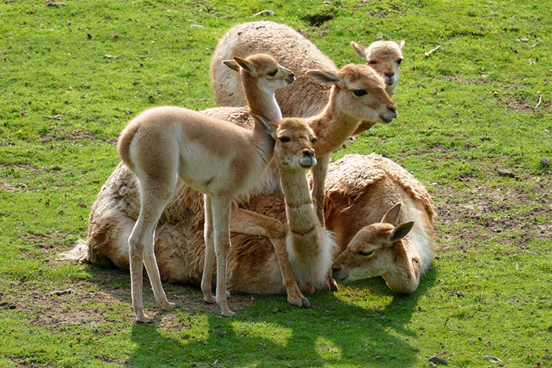 ikunja-Paarung am 11. September 2020 auf der Patagonien-Anlage im Wuppertaler Zoo