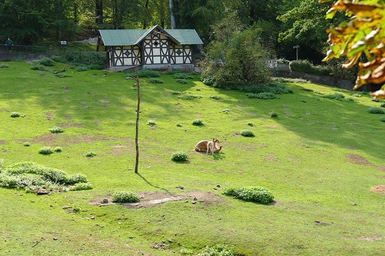 ikunja-Paarung am 11. September 2020 auf der Patagonien-Anlage im Zoo Wuppertal