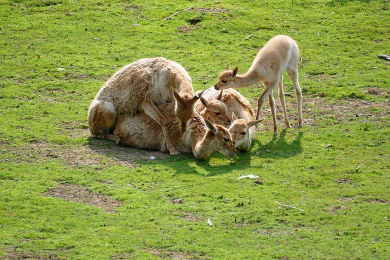 ikunja-Paarung am 11. September 2020 auf der Patagonien-Anlage im Grünen Zoo Wuppertal