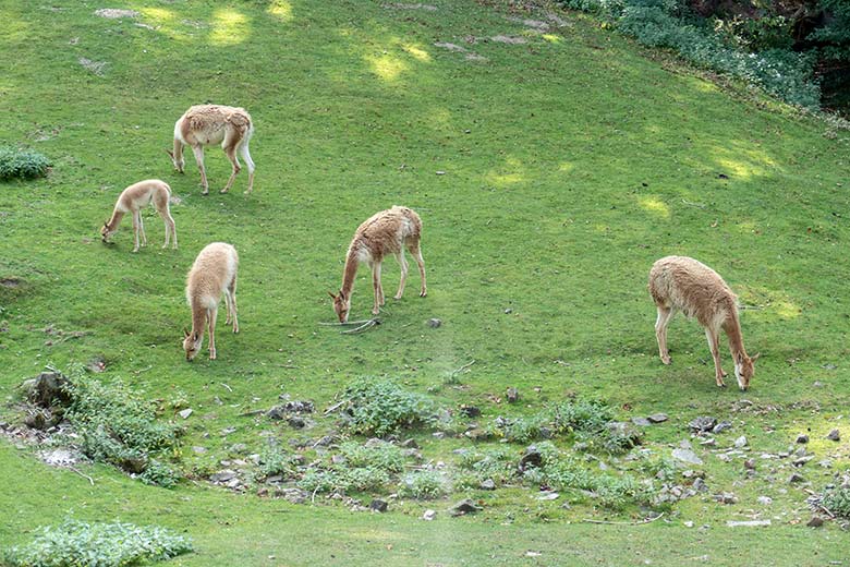 Fünf Vikunjas am 17. September 2020 auf der Patagonien-Anlage im Wuppertaler Zoo