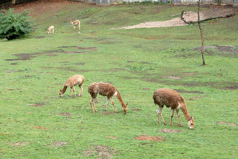 Fünf Vikunjas am 27. September 2020 auf der Patagonien-Anlage im Grünen Zoo Wuppertal