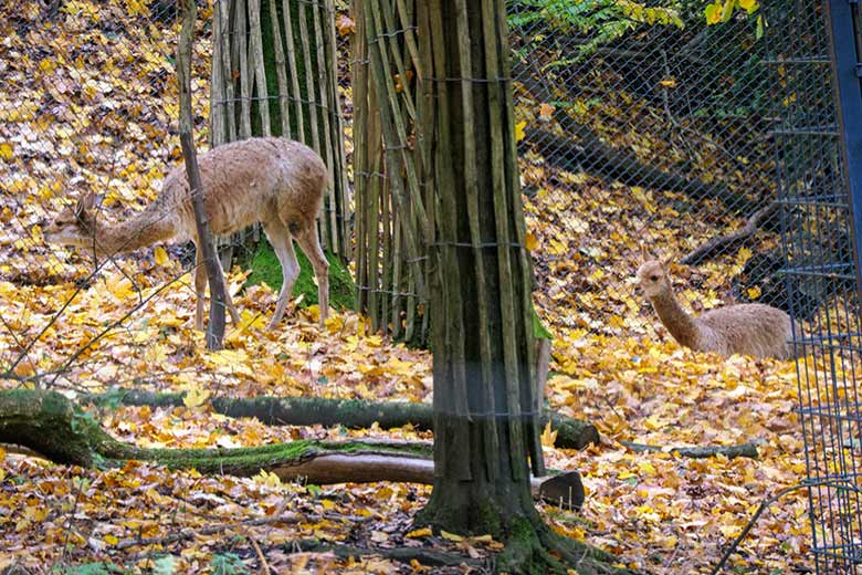 Zwei Vikunja-Jungtiere am 27. Oktober 2020 im ehemaligen Milu-Wald im Grünen Zoo Wuppertal
