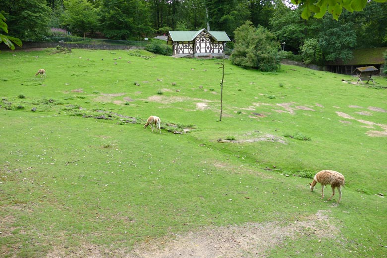 Drei Vikunjas am 26. Juli 2021 auf der Patagonien-Anlage im Grünen Zoo Wuppertal