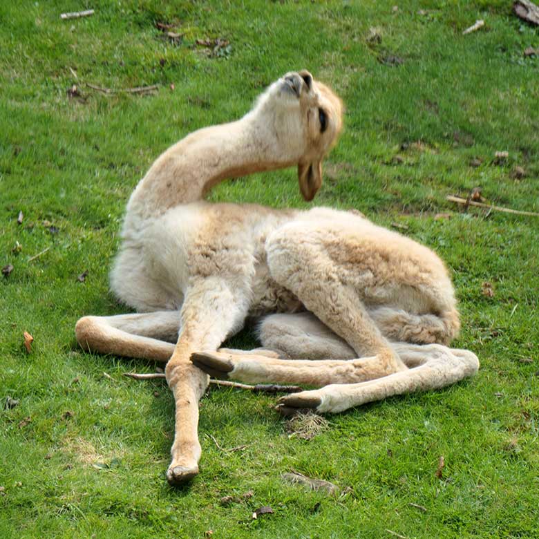 Wenige Stunden junges Vikunja-Jungtier am 5. September 2021 auf der Patagonien-Anlage im Grünen Zoo Wuppertal