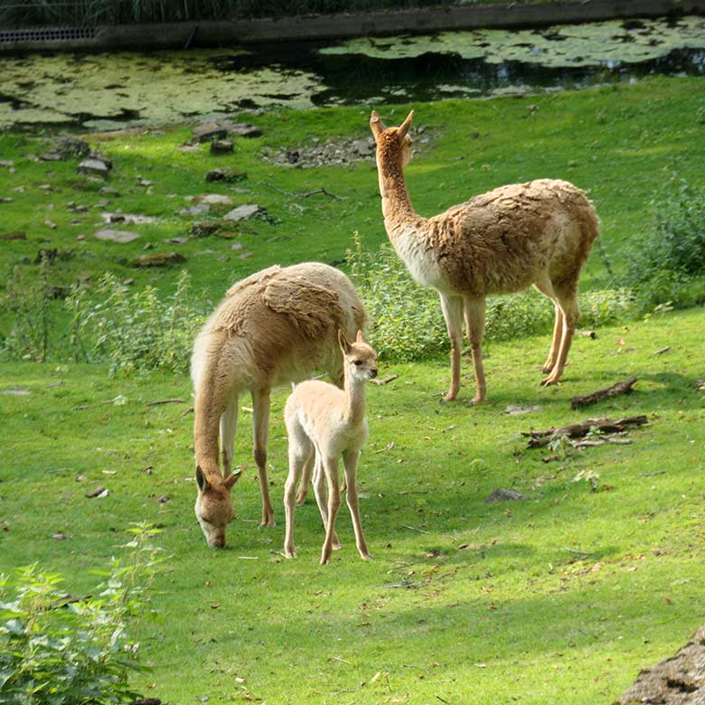 Vikunjas mit Jungtier am 5. September 2021 auf der Patagonien-Anlage im Zoologischen Garten Wuppertal