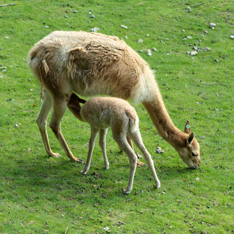 Vikunja mit Jungtier am 5. September 2021 auf der Patagonien-Anlage im Zoo Wuppertal