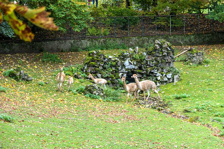 Fünf Vikunjas am 20. Oktober 2021 auf der Patagonien-Anlage im Zoologischen Garten Wuppertal
