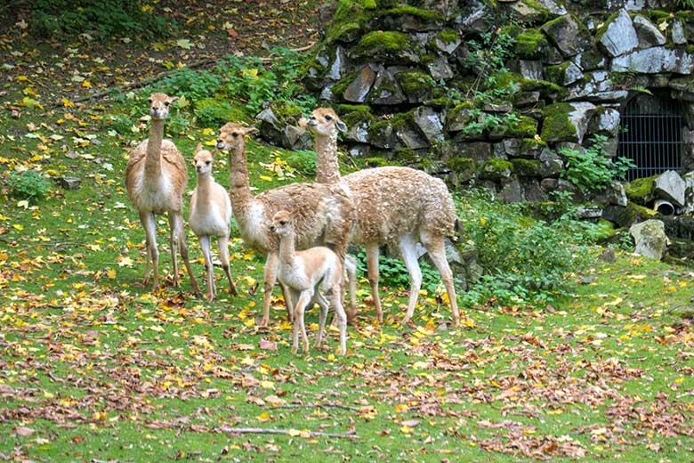 Fünf Vikunjas am 20. Oktober 2021 auf der Patagonien-Anlage im Wuppertaler Zoo