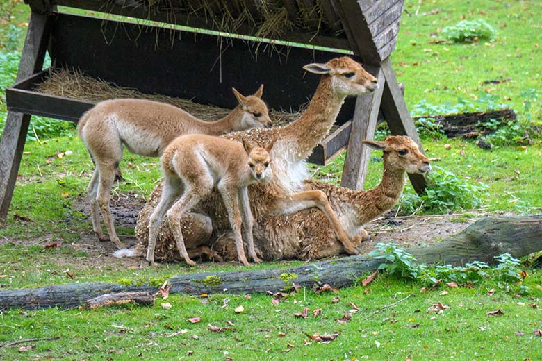 Vikunja-Paarung am 20. Oktober 2021 auf der Patagonien-Anlage im Zoologischen Garten Wuppertal