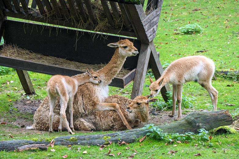 Vikunja-Paarung am 20. Oktober 2021 auf der Patagonien-Anlage im Wuppertaler Zoo