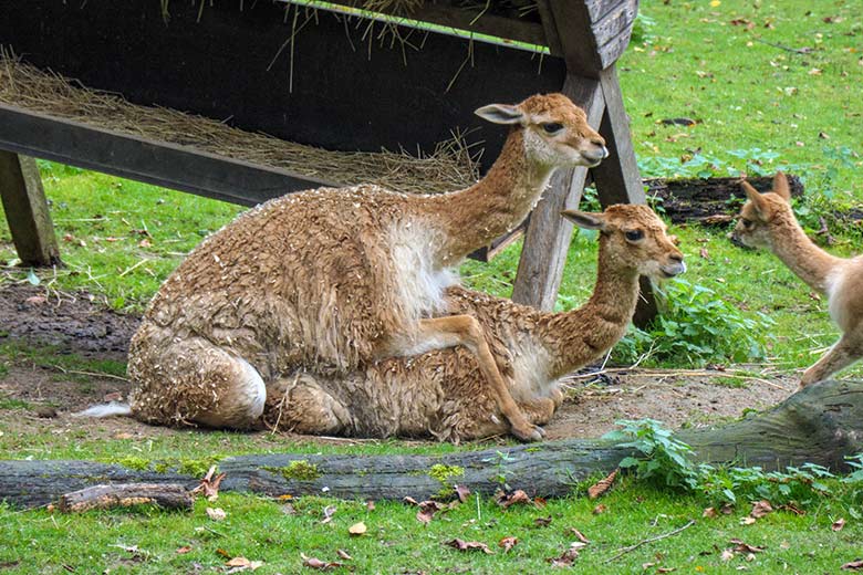 Vikunja-Paarung am 20. Oktober 2021 auf der Patagonien-Anlage im Zoo Wuppertal