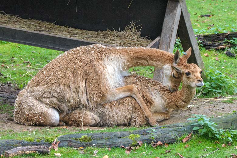 Vikunja-Paarung am 20. Oktober 2021 auf der Patagonien-Anlage im Grünen Zoo Wuppertal