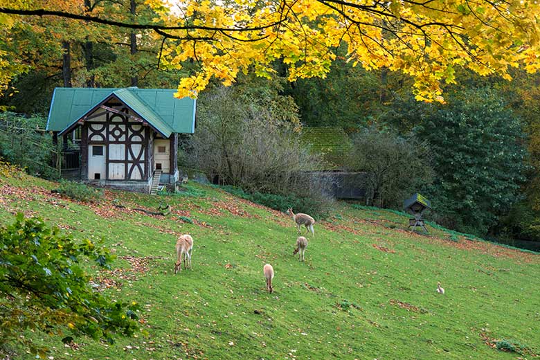 Fünf Vikunjas am 23. Oktober 2021 auf der Patagonien-Anlage im Grünen Zoo Wuppertal