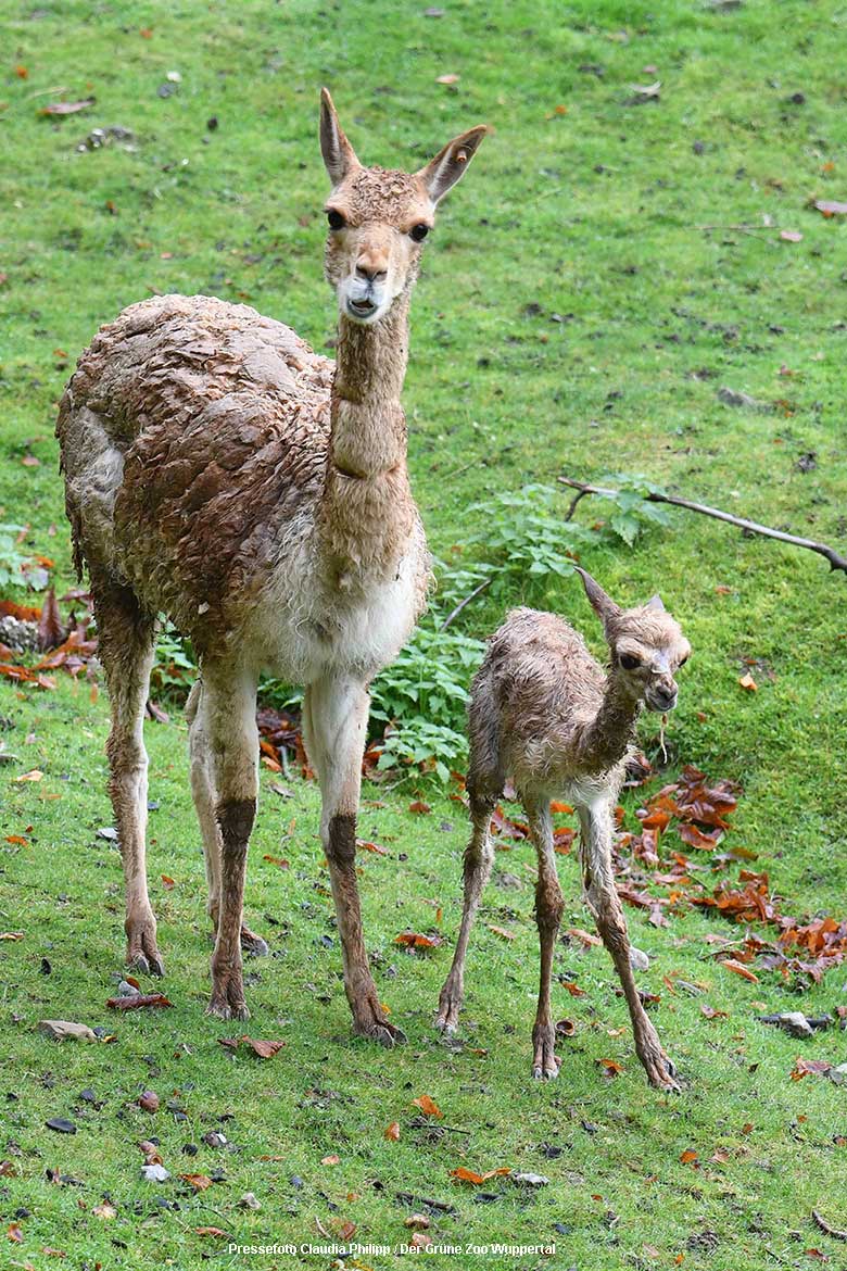 Vikunja-Weibchen mit Jungtier am 12. Oktober 2021 auf der Patagonien-Anlage im Grünen Zoo Wuppertal (Pressefoto Claudia Philipp - Der Grüne Zoo Wuppertal)