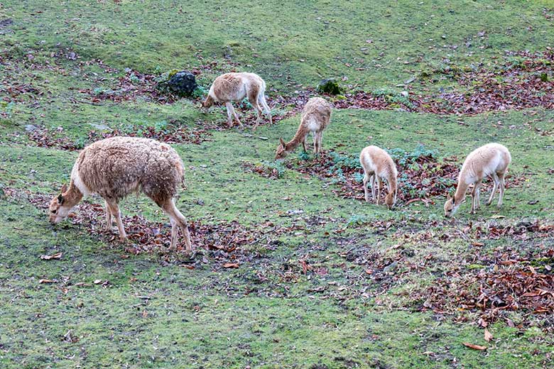 Fünf Vikunjas am 22. November 2021 auf der Patagonien-Anlage im Zoo Wuppertal