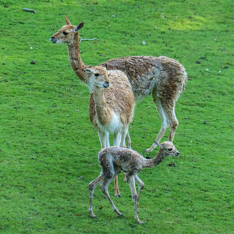 Vikunjas mit dem frisch geborenen Vikunja-Jungtier am 16. September 2022 auf der Patagonien-Anlage im Grünen Zoo Wuppertal