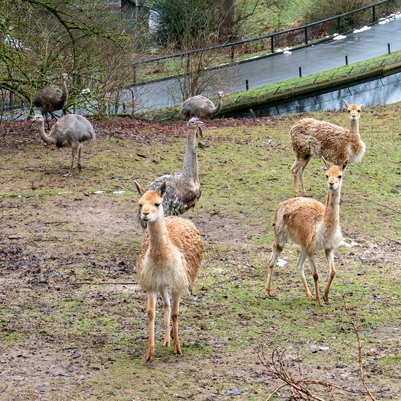 Bunt Schillerndes am 27. Januar 2023 auf einem Besucher-Weg im Grünen Zoo Wuppertal