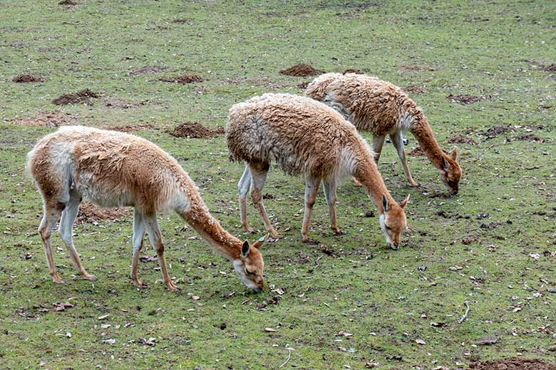 Drei Vikunjas am 16. Februar 2023 auf der Patagonien-Anlage im Grünen Zoo Wuppertal