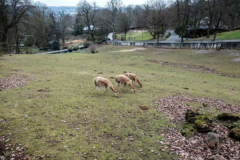 Drei Vikunjas am 16. Februar 2023 auf der Patagonien-Anlage im Zoologischen Garten Wuppertal