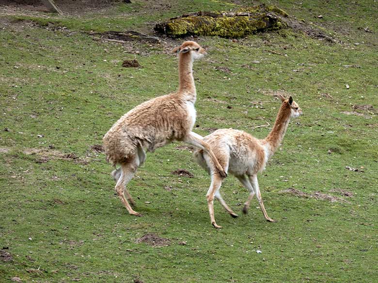 Beginn der Vikunja-Paarung am 15. April 2023 auf der Patagonien-Anlage im Grünen Zoo Wuppertal