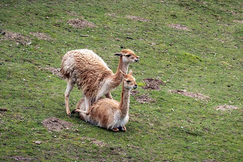 Beginn der Vikunja-Paarung am 15. April 2023 auf der Patagonien-Anlage im Zoologischen Garten Wuppertal