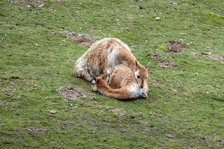 Vikunja-Paarung am 15. April 2023 auf der Patagonien-Anlage im Zoo Wuppertal