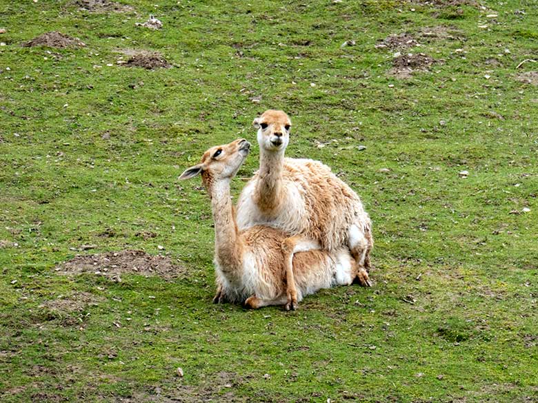 Vikunja-Paarung am 15. April 2023 auf der Patagonien-Anlage im Grünen Zoo Wuppertal