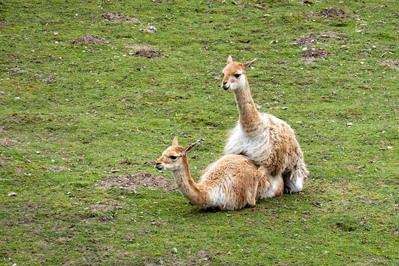 Vikunja-Paarung am 15. April 2023 auf der Patagonien-Anlage im Zoologischen Garten der Stadt Wuppertal