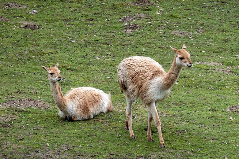 Vikunjas nach der Paarung am 15. April 2023 auf der Patagonien-Anlage im Wuppertaler Zoo