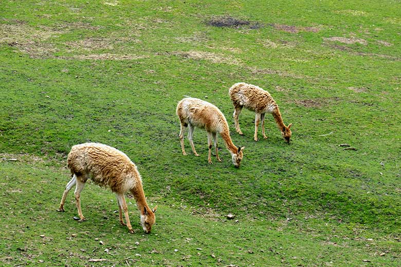 Drei Vikunjas am 15. April 2023 auf der Patagonien-Anlage im Zoologischen Garten Wuppertal