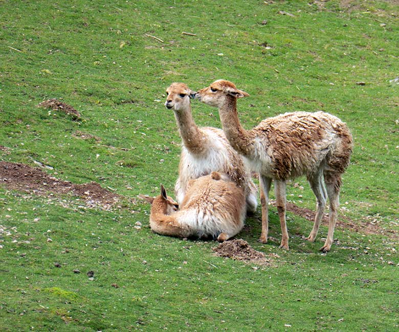 Vikunja-Paarung am 9. Mai 2023 auf der Patagonien-Anlage im Zoo Wuppertal