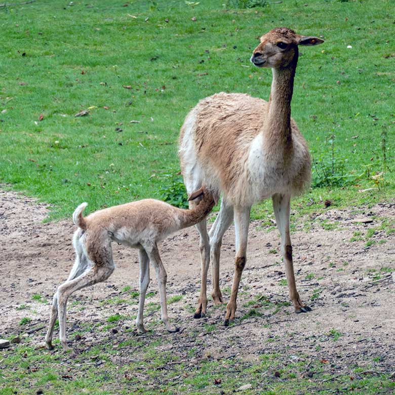 Vikunja-Stute mit Jungtier am 1. August 2024 auf der Patagonien-Anlage im Grünen Zoo Wuppertal