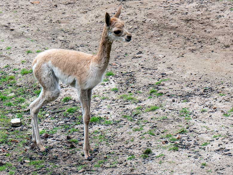 Das am Vortag geborene Vikunja-Jungtier am 1. August 2024 auf der Patagonien-Anlage im Zoologischen Garten der Stadt Wuppertal