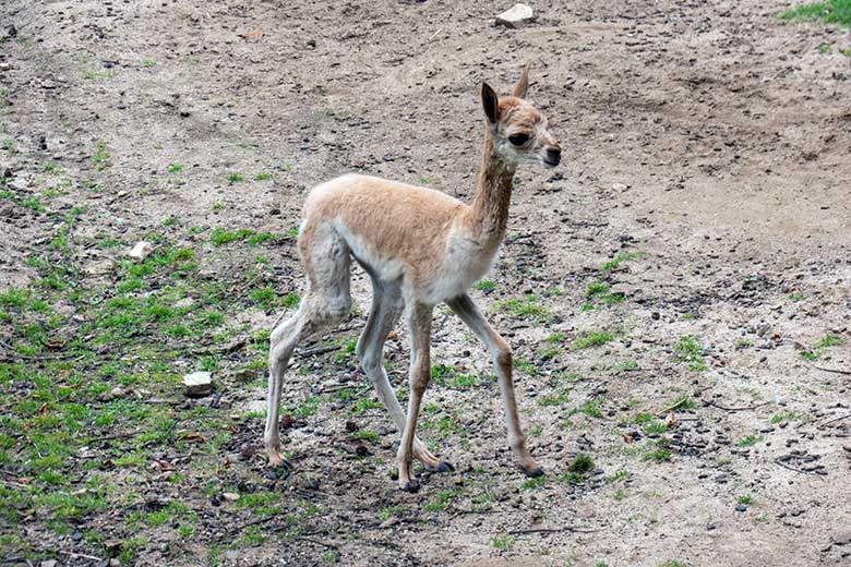 Das am Vortag geborene Vikunja-Jungtier am 1. August 2024 auf der Patagonien-Anlage im Zoo Wuppertal