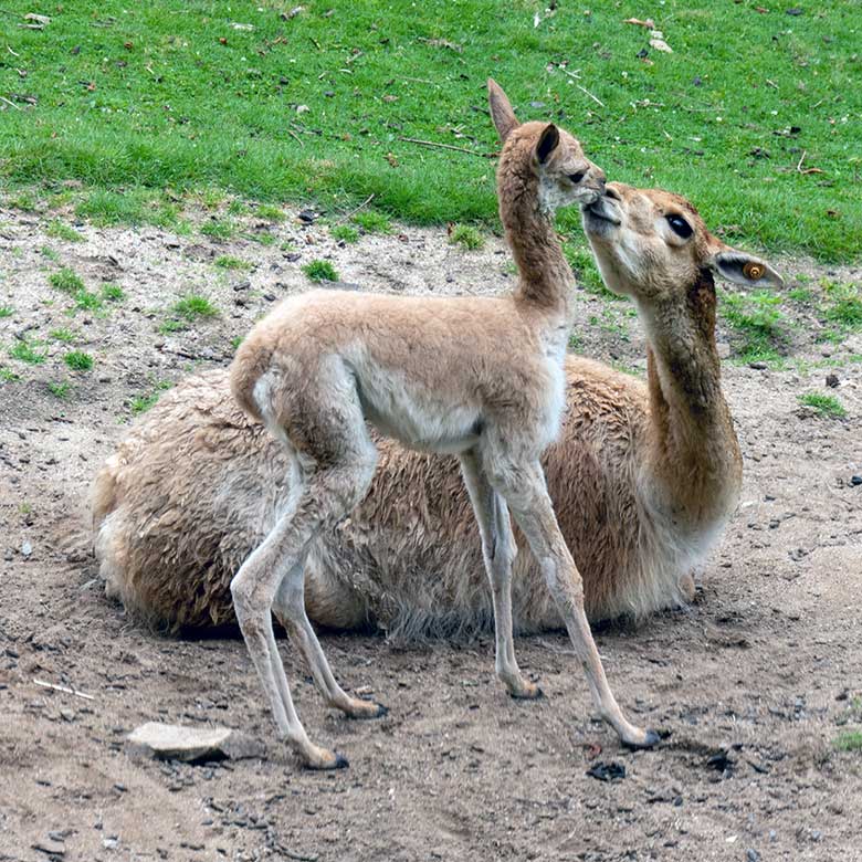 Vikunja-Stute mit Jungtier am 1. August 2024 auf der Patagonien-Anlage im Wuppertaler Zoo