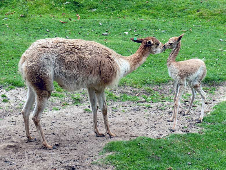 Vikunja-Stute mit Jungtier am 1. August 2024 auf der Patagonien-Anlage im Grünen Zoo Wuppertal