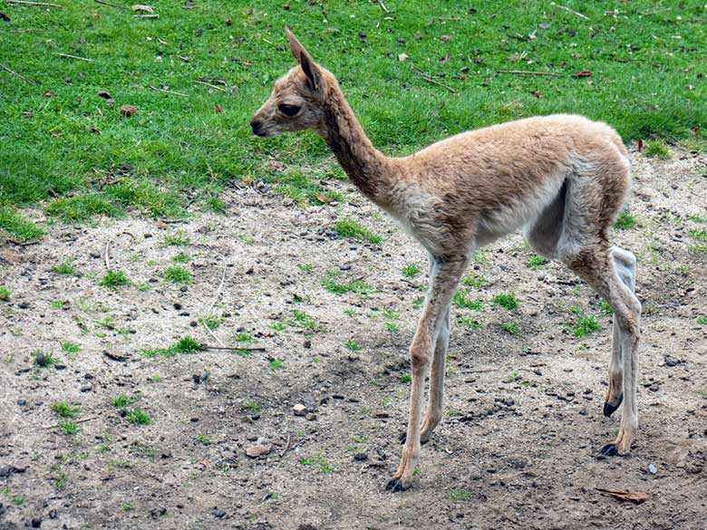 Das am 31. Juli 2024 geborene Vikunja-Jungtier am 1. August 2024 auf der Patagonien-Anlage im Zoologischen Garten Wuppertal