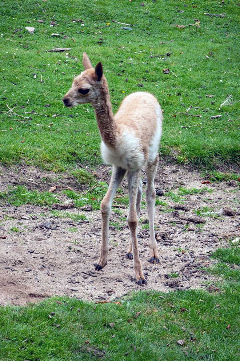 Das am 31. Juli 2024 geborene Vikunja-Jungtier am 1. August 2024 auf der Patagonien-Anlage im Zoo Wuppertal