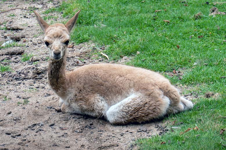 Das am Vortag geborene Vikunja-Jungtier am 1. August 2024 auf der Patagonien-Anlage im Wuppertaler Zoo