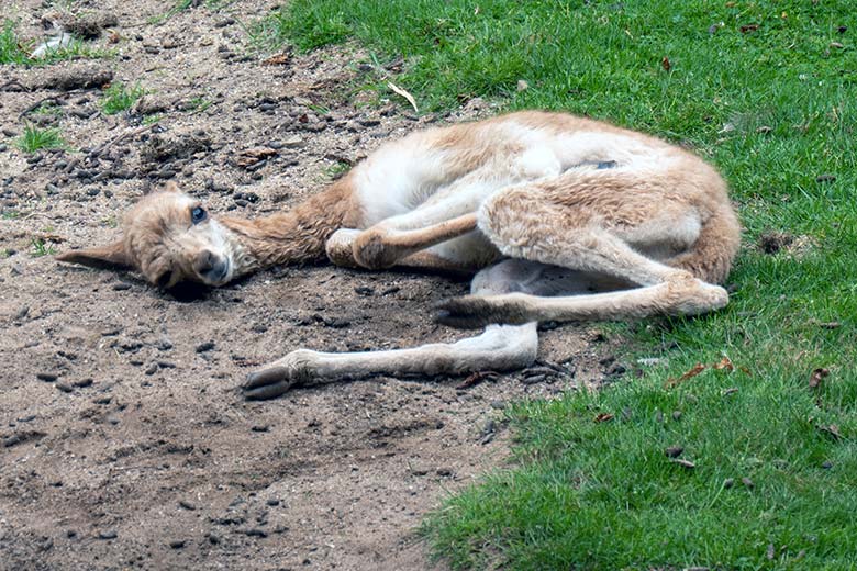 Das am 31. Juli 2024 geborene Vikunja-Jungtier am 1. August 2024 auf der Patagonien-Anlage im Grünen Zoo Wuppertal