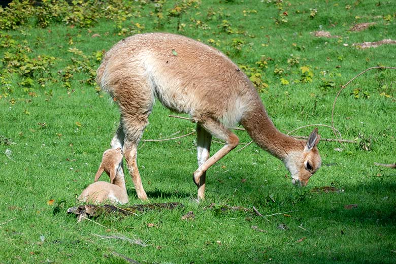 Vikunja-Stute mit dem am Vortag geborenen Jungtier am 22. August 2024 auf der Patagonien-Anlage im Grünen Zoo Wuppertal