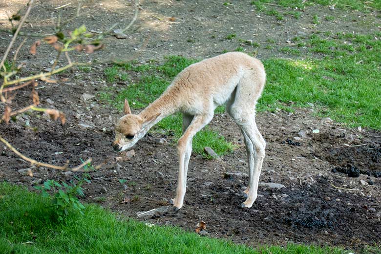 Das am 21. August 2024 geborene Vikunja-Jungtier am 22. August 2024 auf der Patagonien-Anlage im Zoologischen Garten der Stadt Wuppertal