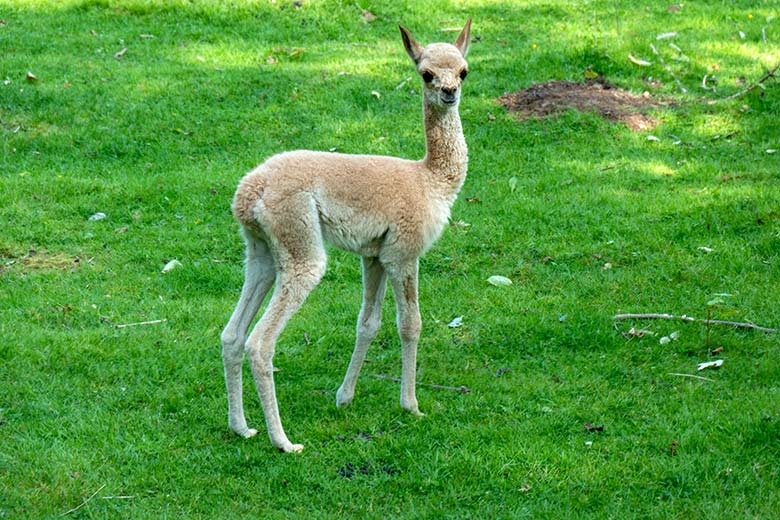 Das am 21. August 2024 geborene Vikunja-Jungtier am 22. August 2024 auf der Patagonien-Anlage im Wuppertaler Zoo