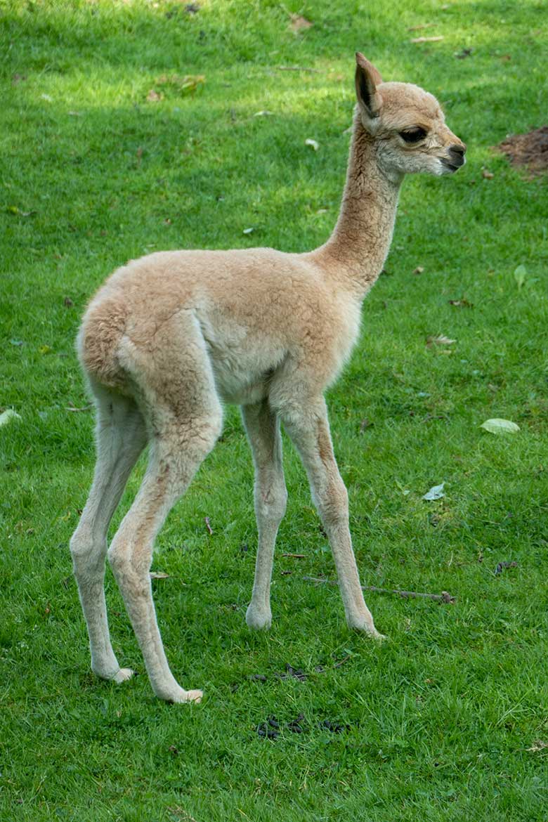 Das am 21. August 2024 geborene Vikunja-Jungtier am 22. August 2024 auf der Patagonien-Anlage im Zoo Wuppertal