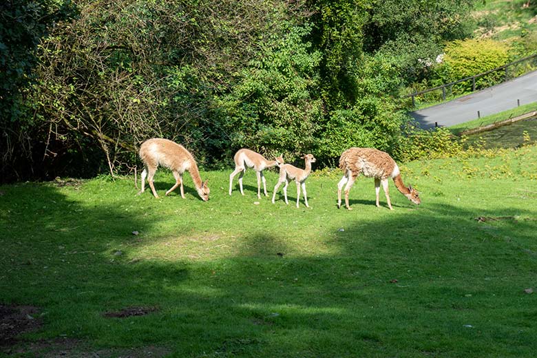 Vikunja-Stuten mit den am 31. Juli 2024 und am 21. August 2024 geborenen Jungtieren am 22. August 2024 auf der Patagonien-Anlage im Zoologischen Garten Wuppertal