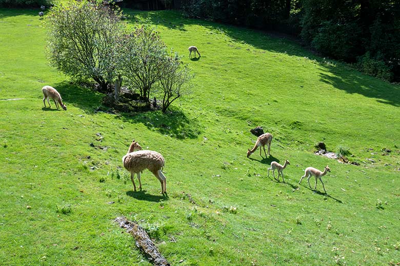 Die aktuell sechs Vikunjas am 22. August 2024 auf der Patagonien-Anlage im Wuppertaler Zoo