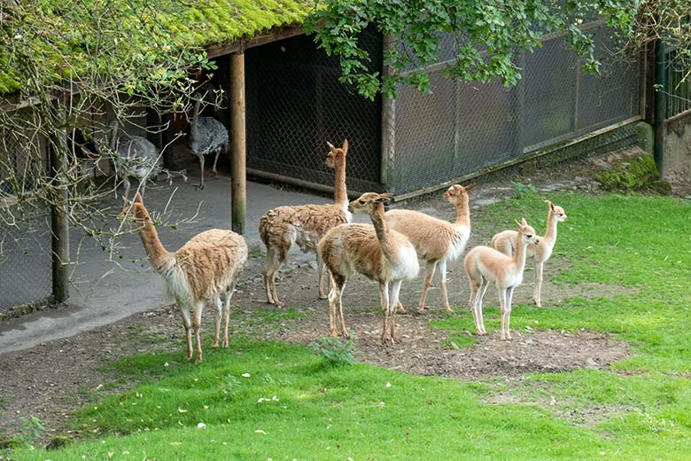 Sechs Vikunjas am 7. September 2024 auf der Patagonien-Anlage im Grünen Zoo Wuppertal